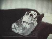 tiere005