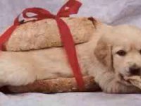 tiere008