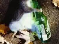 tiere011