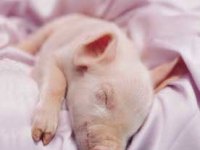 tiere026