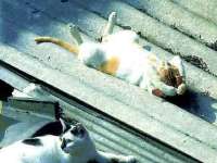 tiere056