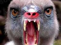 tiere072