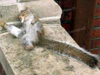tiere081