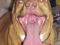 tiere084