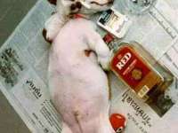 tiere085