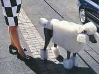 tiere088