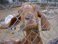 tiere096