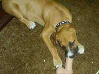 tiere101