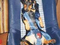 tiere103