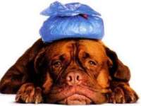 tiere104