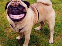 tiere105