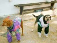 tiere109