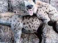 tiere110