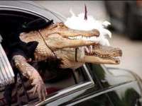 tiere117