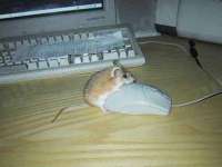 tiere120