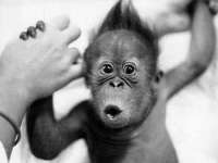 tiere122