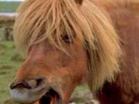 tiere127