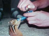 tiere139
