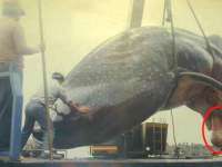 tiere142
