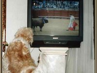 tiere155