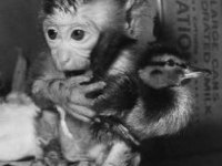 tiere157