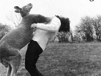 tiere182