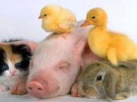 tiere183