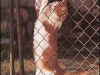 tiere187