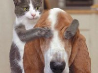 tiere188