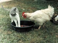tiere193