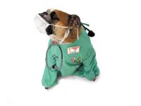 tiere195