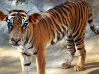 tiere210