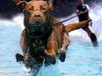 tiere221