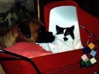 tiere225
