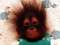 tiere227