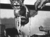 tiere236