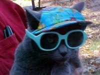 tiere239