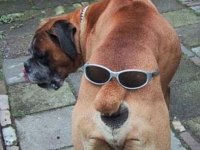 tiere243