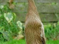 tiere248