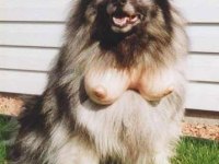 tiere251