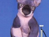tiere256
