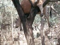 tiere258