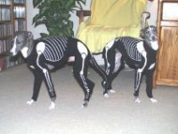 tiere262