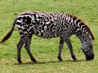 tiere266
