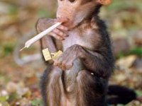 tiere275