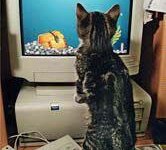 tiere287