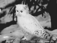 tiere292