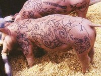 tiere293
