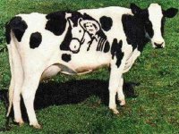 tiere314