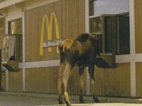 tiere319
